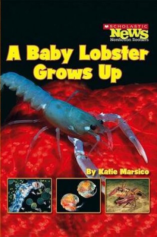 Cover of A Baby Lobster Grows Up