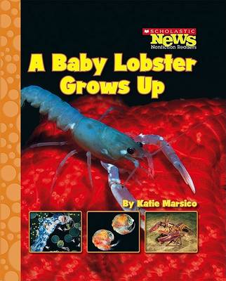 Book cover for A Baby Lobster Grows Up