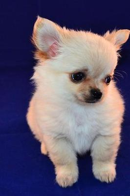 Book cover for Cute Little Chihuahua Puppy Dog on a Blue Blanket Journal