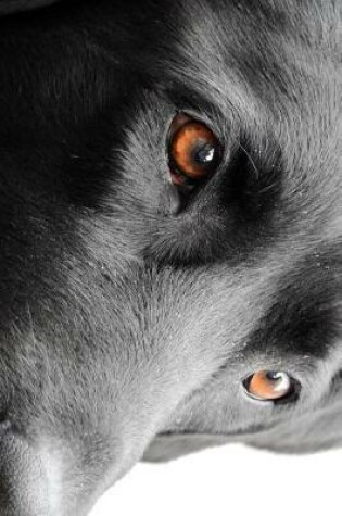 Cover of The Loving Eyes of a Black Lab Dog Journal