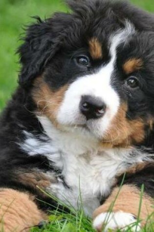 Cover of Bernese Mountain Dog Puppy in the Grass Covered in Snow Journal