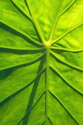 Book cover for Close-up of a Taro Leaf Journal