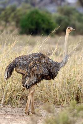 Book cover for African Ostrich (Struthio Camelus) Journal