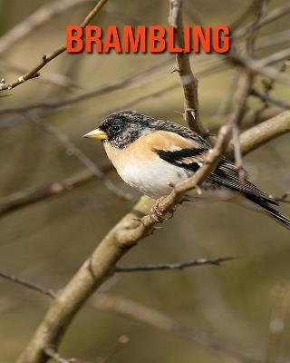 Book cover for Brambling