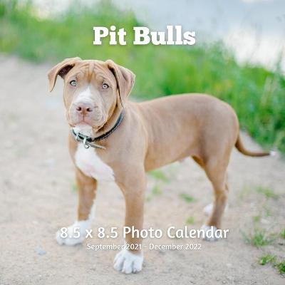 Book cover for Pitbulls 8.5 X 8.5 Photo Calendar September 2021 -December 2022