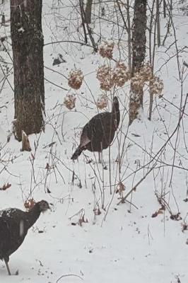 Book cover for 2019 Weekly Planner Winter Wild Turkeys Snowstorm 134 Pages