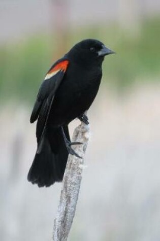 Cover of Red-Winged Blackbird (Agelaius Phoeniceus) Bird Journal