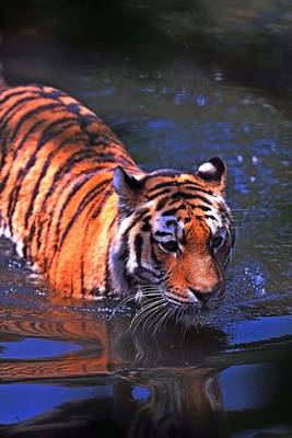 Book cover for Ig Cat Tiger Wading Through the Water