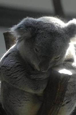 Book cover for Koala Taking an Afternoon Nap Journal