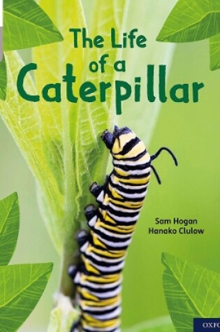 Cover of Oxford Reading Tree Word Sparks: Level 1: The Life of a Caterpillar