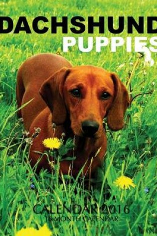 Cover of Dachshund Puppies Calendar 2016