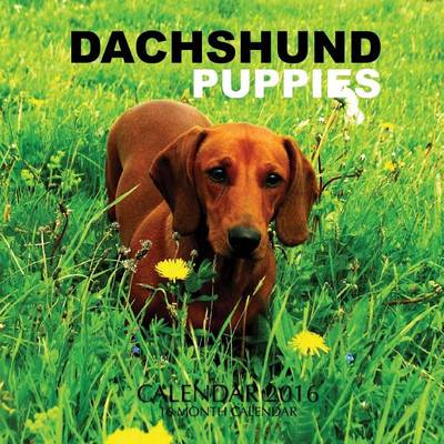 Book cover for Dachshund Puppies Calendar 2016
