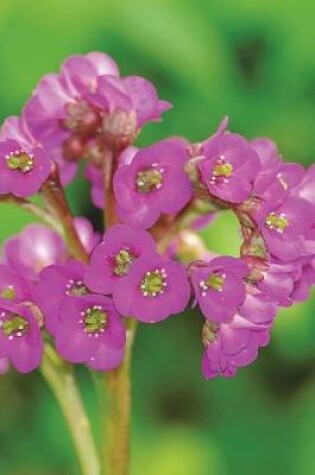 Cover of Bergenia Cordifolia Flowers Blooming Journal