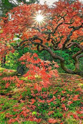 Book cover for The Colors of a Japanese Maple Leaves in Autumn