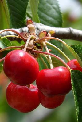 Book cover for Cherries on a Tree Journal