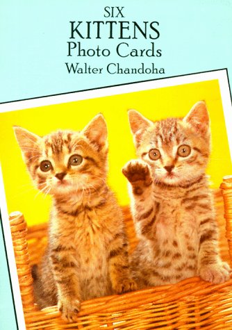 Book cover for Six Kittens Photo Postcards