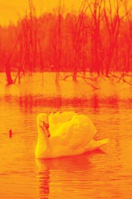 Book cover for Swan on the Lake in Orange, Birds of the World