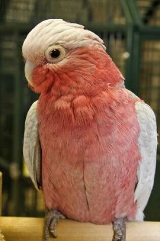 Cover of Rose Breasted Cockatoo Journal