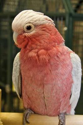 Book cover for Rose Breasted Cockatoo Journal