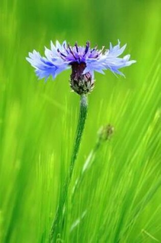 Cover of A Cornflower - Lined Notebook with Margins