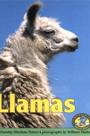 Cover of Llamas