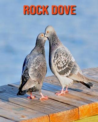 Book cover for Rock Dove