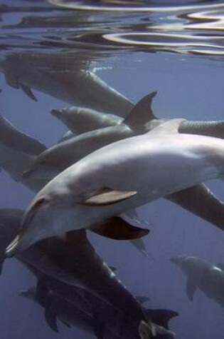 Cover of A Pod of Dolphins Near the Surface