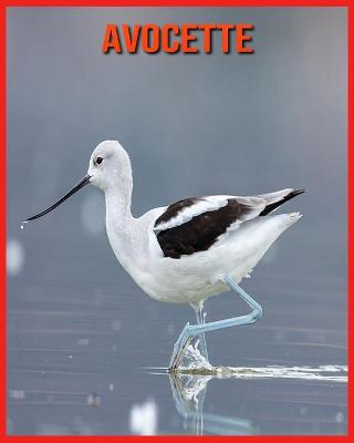 Book cover for Avocette