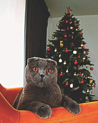 Book cover for Scottish Fold Cat with Christmas Tree