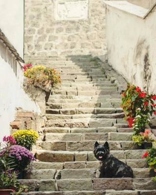 Cover of Cairn Terrier