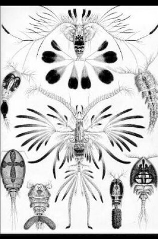 Cover of Drawings of Complex Bugs