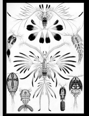 Book cover for Drawings of Complex Bugs