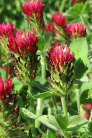 Cover of Trifolium Incarnatum Crimson Clover Flower Blooming