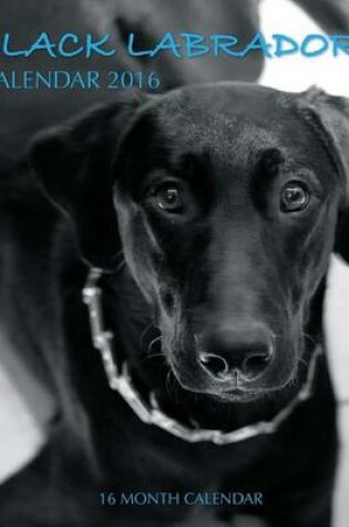 Cover of Black Labradors Calendar 2016