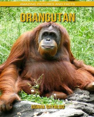 Book cover for Orangutan