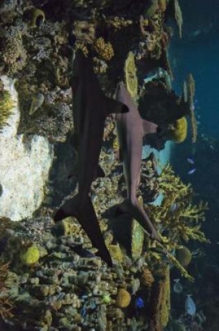 Cover of Black Tip Reef Sharks on Patrol