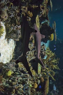 Book cover for Black Tip Reef Sharks on Patrol