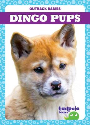 Book cover for Dingo Pups