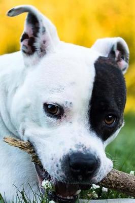 Book cover for Adorable American Staffordshire Terrier Dog Portrait Journal