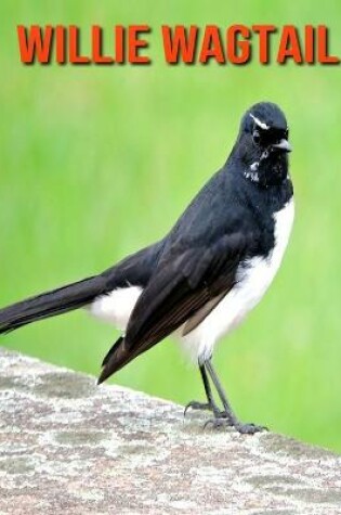 Cover of Willie Wagtail