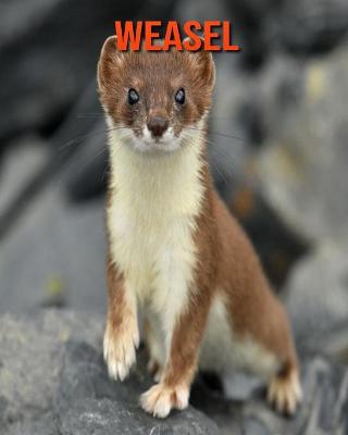 Book cover for Weasel