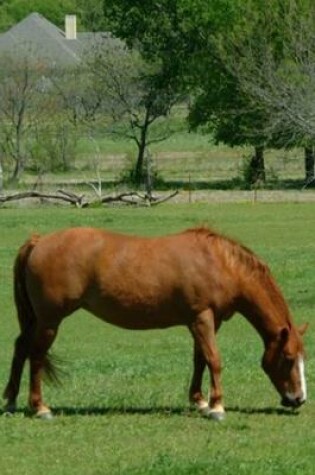 Cover of 2020 Daily Planner Horse Photo Equine Grazing Horses Scene 388 Pages