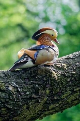 Cover of Mandarin Duck Seated on a Branch Journal