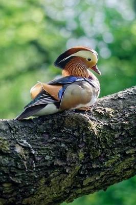 Book cover for Mandarin Duck Seated on a Branch Journal