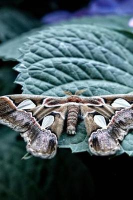 Book cover for Atlas Moth on a Leaf Journal