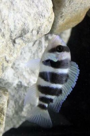 Cover of A Frontosa African Cichlid in an Aquarium Journal