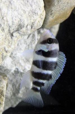 Book cover for A Frontosa African Cichlid in an Aquarium Journal