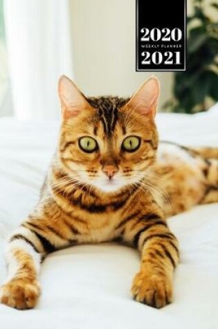 Cover of Bengal Cat Kitten Kitty Tomcat Week Planner Organizer 2020 / 2021 - In Bed