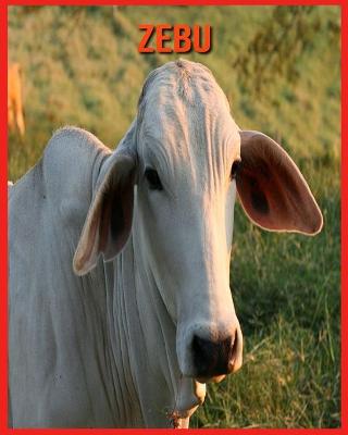 Book cover for Zebu