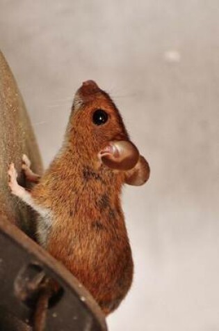 Cover of A Cute Little Brown Mouse Looking for Food